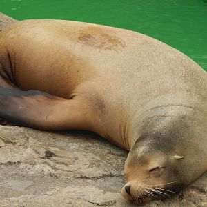 Feb. 2014 - Seal Falls - California Sea Lion named Duke