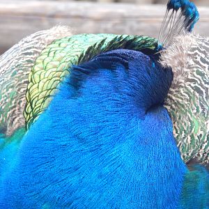 Feb. 2014 - Indian Peafowl