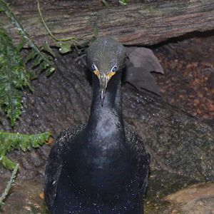 Feb. 2014 - Wings of the World - Double-crested Cormorant