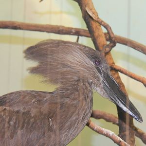 Feb. 2014 - Wings of the World - Hammerkop