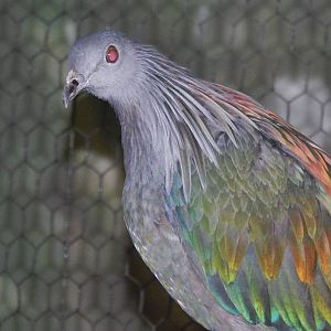Feb. 2014 - Wings of the World - Nicobar Pigeon