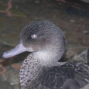 Feb. 2014 - Wings of the World - Chestnut Teal