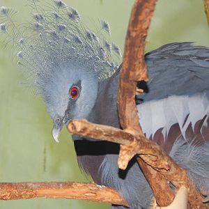 Feb. 2014 - Wings of the World - Victoria Crowned Pigeon