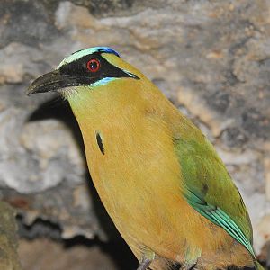 Feb. 2014 - Wings of the World - Blue-crowned Mot-Mot