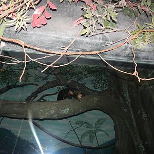 Feb. 2014 - Jungle Trails - Aye-Aye