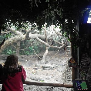 Feb. 2014 - Jungle Trails - Indoor Bonobo Exhibit Viewing