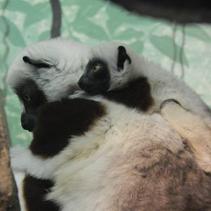 Feb. 2014 - Jungle Trails - Coquerel's Sifaka + Baby