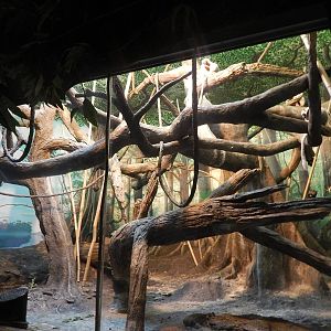 Feb. 2014 - Jungle Trails - Indoor Coquerel's Sifaka Exhibit