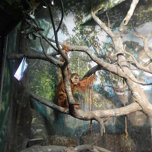 Feb. 2014 - Jungle Trails - Henry in the Indoor Exhibit