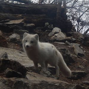 Feb. 2014 - Lords of the Arctic - Arctic Fox
