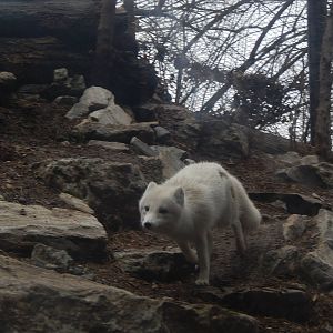 Feb. 2014 - Lords of the Arctic - Running Arctic Fox