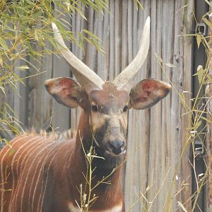 Feb. 2014 - Rhino Reserve - New Eastern Bongo (Bull)