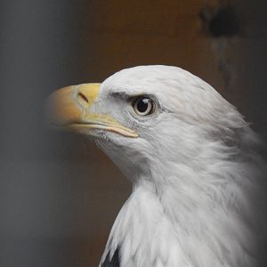 Feb. 2014 - Wings of Wonder - Taste of America