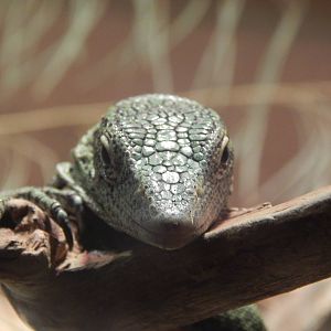 Feb. 2014 - Dragons! - Green Tree Monitor