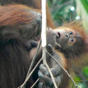 Baby orangutan Aisha