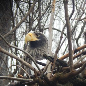 Feb. 2014 - Eagle Eyrie - Steller's Sea Eagle