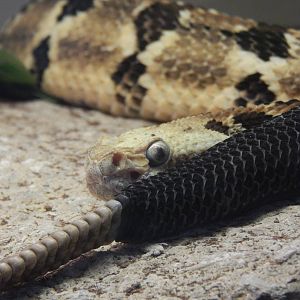 Feb. 2014 - Reptile House - Timber Rattlesnake