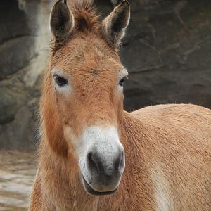 Feb. 2014 - Wildlife Canyon - Przewalski's Wild Horse