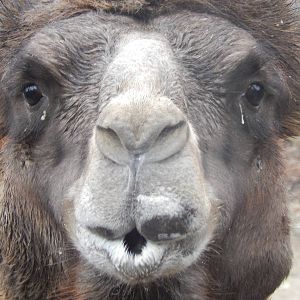 Feb. 2014 - Wildlife Canyon - Bactrian Camel named Humphrey