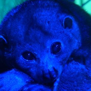 Feb. 2014 - Night Hunters - Potto Closeup