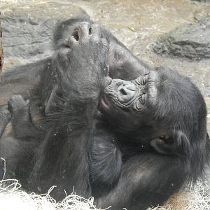 Feb. 2014 - Jungle Trails - Kimia with newborn Offspring!