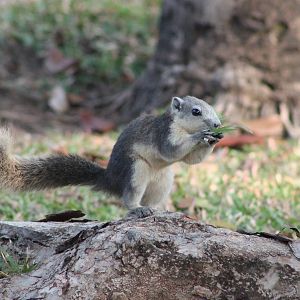 variable squirrel (Callosciurus finlaysonii)