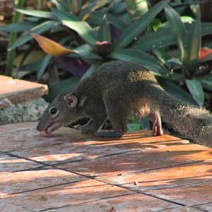 Northern tree-shrew (Tupaia belangeri)