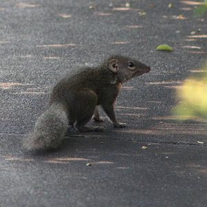 Northern tree-shrew (Tupaia belangeri)