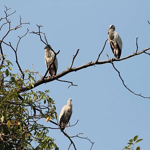 Asian openbill storks (Anastomus oscitans)