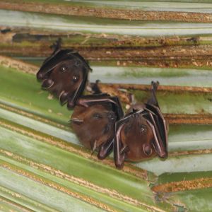 Greater short-nosed fruit bats (Cynopterus sphinx)