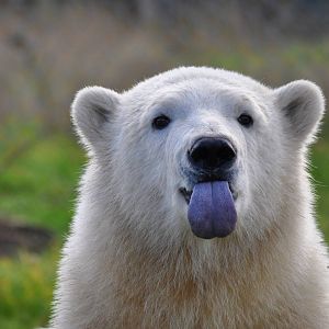 Polar Bear