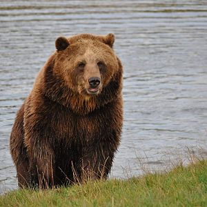 Eurasian Brown Bear