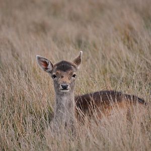 Fallow Deer