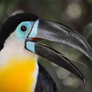 Channel-billed Toucan
