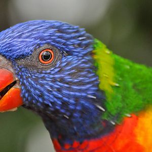 Rainbow Lorikeet