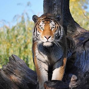 Amur Tiger