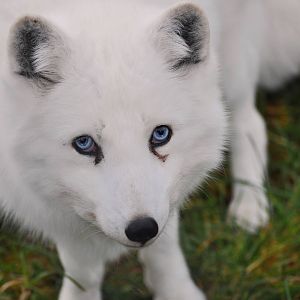 Arctic Fox