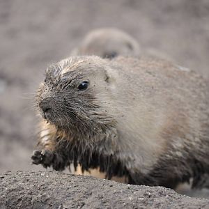 Prarie Dog