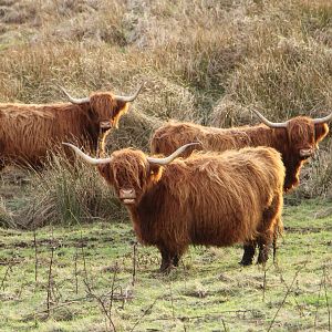 Heeland Coos