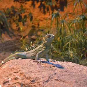 Basiliscus plumifrons