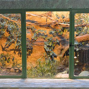 Basiliscus plumifrons terrarium