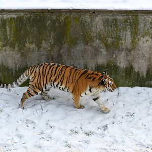 Panthera tigris altaica