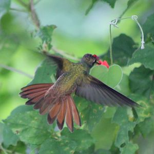 Rufous-tailed hummingbird