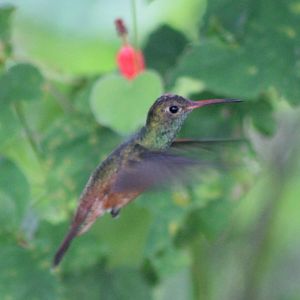 Rufous-tailed hummingbird