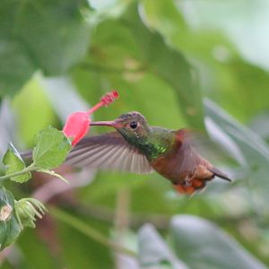 Rufous-tailed hummingbird