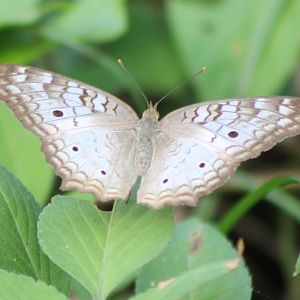 Anartia jathrophae