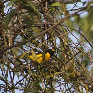 Scrub euphonia