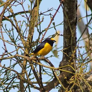 Scrub euphonia
