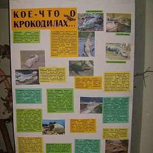 Crocodile info poster