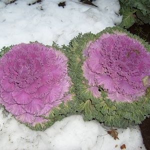 Ornamental cabbage in the snow